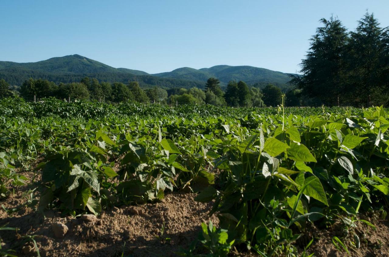 Agriturismo Fiorella กามิลยาเตลโล ซีลาโน ภายนอก รูปภาพ